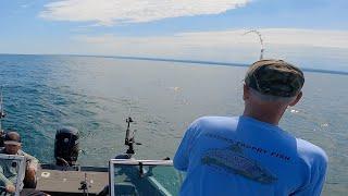 Lake Erie WALLEYE are AWESOME!