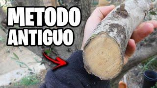 Como Plantar OLIVOS Sin RAIZ!! Esquejes de Olivos por ESTACA Paso a Paso | La Huerta de Ivan