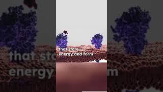 Biomolecules |Structure and Function|Biochemistry lipid,protein,enzyme,carbohydrate| selflessacademy