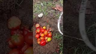 Tomat Busuk? Mending Dijadikan Kompos #berkebun #buah #kebun #berkebundirumah #tanaman #tomato