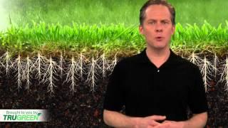 Lawn Aeration | Core Aeration | TruGreen