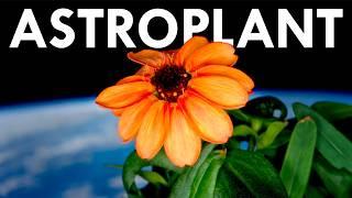 Would You Eat a Plant from Space?