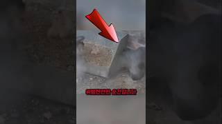 숨을 곳을 찾은 비둘기, 천적 옆이었습니다