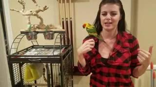 Mango The Conure Has a Great Cage Set Up | PARRONT TIP TUESDAY