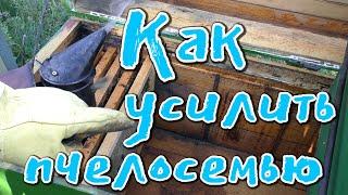 УСИЛЕНИЕ ПЧЕЛОСЕМЬИ КЛАССИЧЕСКОЕ.