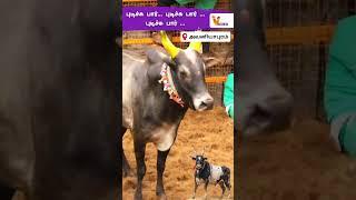புடிச்சு பார்... புடிச்சு பார் புடிச்சு பார் ... ...!! | Avaniyapuram Jallikattu 2025