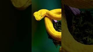 Top 10 most beautiful yellow animals in the world #top10animals