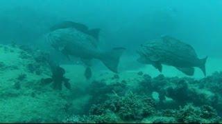 Uri Binsted Spearfishing in Israel GOPRO HERO 2 - august 2012