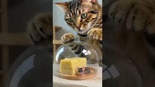 「完美陷阱？貓主子遇上透明罩難題！」"Cat's Perfect Trap... Or Not? #shortvideo #cute #貓咪日常 「透明ドームの謎～ネコの挑戦！」