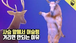 사슴 앞에서 호기심으로 어슬렁거리면 안되는 이유