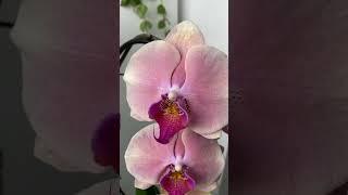 Новиночка -подарок,  Perfect Peach#орхидеи #phalaenopsis #orchids