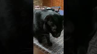 Black Cat Thai Cat แมวดำนำโชค #blackcat #thaicat #แมวดำนำโชค #แมวน่ารัก #แมวบ้าน