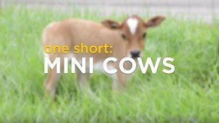 ONE Short: Mini Cows