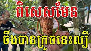 ពិសេសមែន ចឹងបានក្រូចនេះល្បី បច្ចេកទេសផ្សាំពូជក្រូចកោះទ្រង់