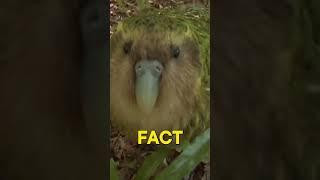 The Kakapo: World’s Chubbiest Endangered Parrot
