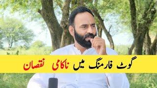 Failure in goat farming | goat farming | chaudhary majid shabbir |