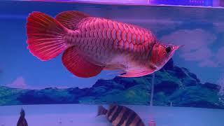 King Arowana i