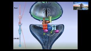Molecular Organization of the Photoreceptor Synapse by Kirill Martemyanov, PhD | UCI CTVR