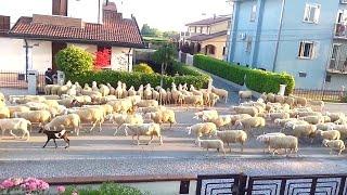 Several sheep stopped to snack on my neighbor's hedge, I couldn't stop laughing.