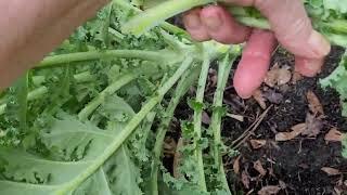 Huge Kale Harvest & Freeing the Mango 