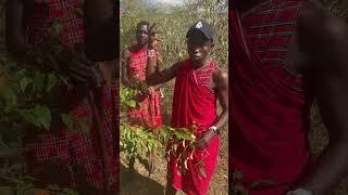 Maasai Warrior Reveals Secrets of the Orange Leaf Tree! #Kenya #Travel