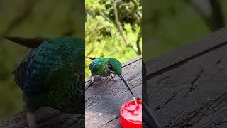 Hummingbird drinking water. #hummingbird