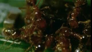 'Floody' Amazing Fire Ants