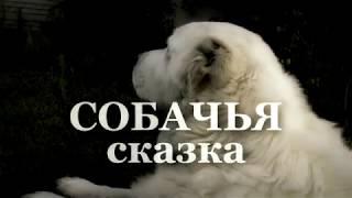 Собачья сказка.