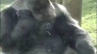 Ride wife ,wife fight back, kill wife, gorillas  meme