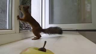 squirrel in the office