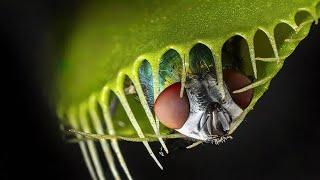 Plants that love meat. Carnivorous Plants!