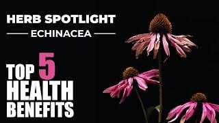 TOP 5 BENEFITS OF ECHINACEA - HERB SPOTLIGHT