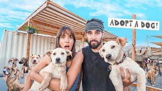 Saving our Dog Shelter from Closing
