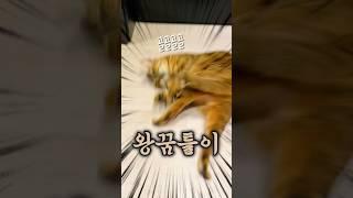 어디서 이런 걸 배워왔는지..(내가 가르친 거 아님)