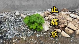 被誉为“止痛草”的植物，其实是农村常见的喀西茄，很多人不知道