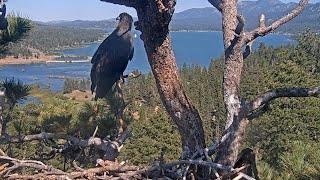 Sunny & GizmoTwo Sisters United In Sky & Tree@FOBBVCAM 2025-06-17