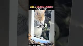 관람 시 매너를 지켜야하는 다람쥐 극장 #동물 #고양이 #다람쥐
