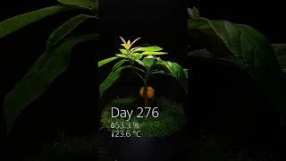 Avocado bonsai from seed in timelapse! 275 days in 60s - who wants to see another update?