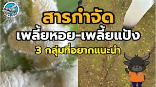 สารกำจัดเพลี้ยหอย - เพลี้ยแป้ง 3 กลุ่มที่ิอยากแนะนำ