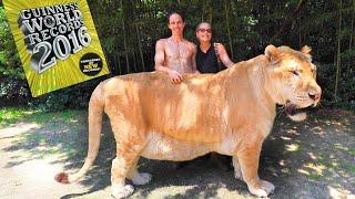 WORLDS LARGEST BIG CAT