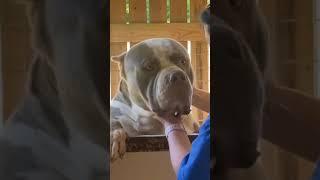 American bully #short #pitbull #americanbully  #bullylove  #animals #viral #video