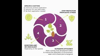 With Boost & Go multi crops solution, enhance the germination of corn, sunflower or alfalfa!