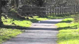 Grey squirrel running along the old railway line in Shawforth, Rossendale.