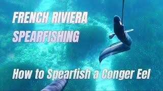 Tips and Tricks on how Spearfishing Conger Eels French Riviera Style