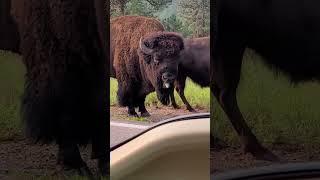I am BISON, hear me ROAR!