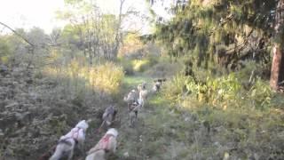 Sledding With the Huskies in Accident, Maryland