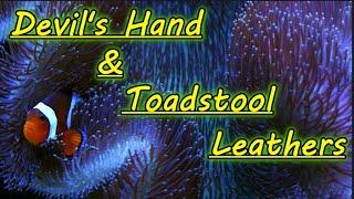 Devil's Hand and Toadstool Leather Care Sarcophyton