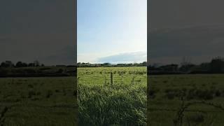 Iresh Green   #nature #Irish