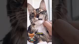 Мейн-кун — одна из самых впечатляющих пород кошек в мире #interesting #facts #education #relaxing