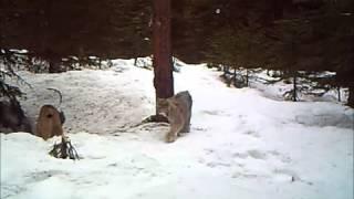 Canada lynx vocalizations